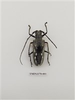 藏品(白條天牛)的圖片